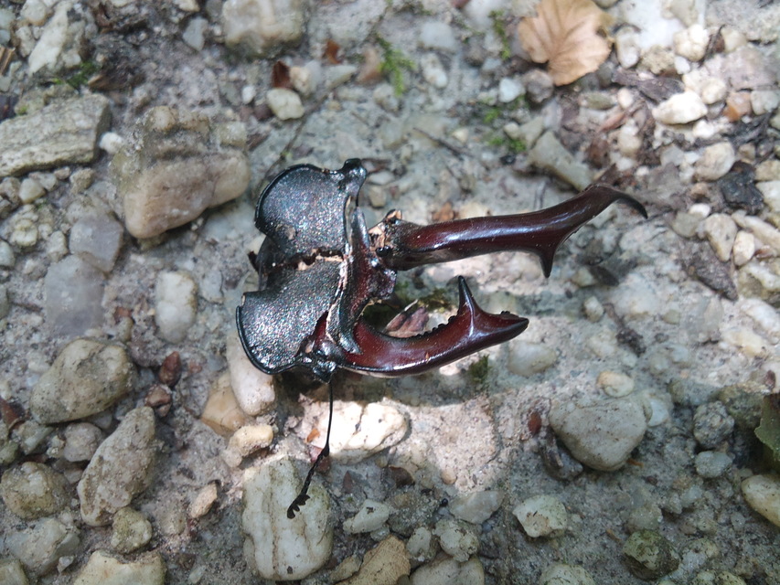 Lucanus cervus - nagy szarvasbogár
