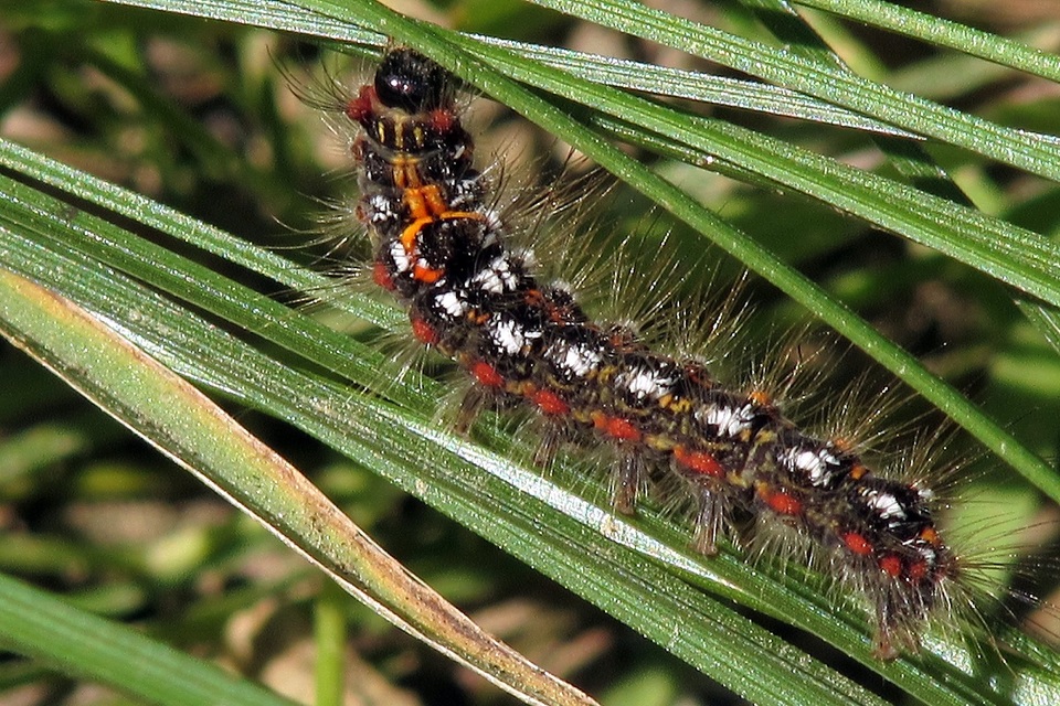 Sphrageidus similis - sárgafarú szövő