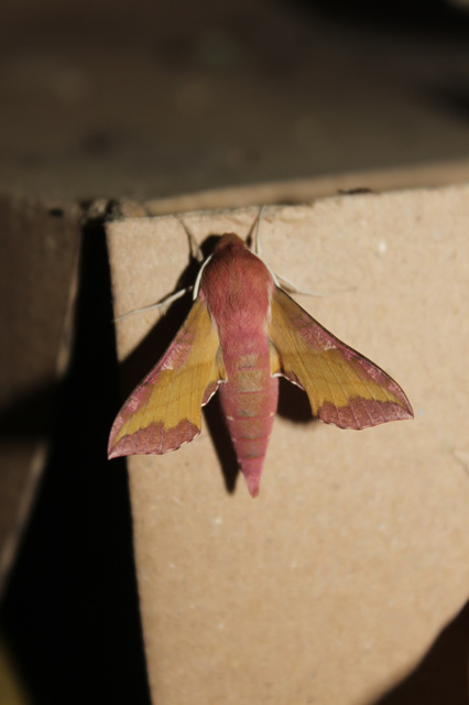 Deilephila porcellus - piros szender