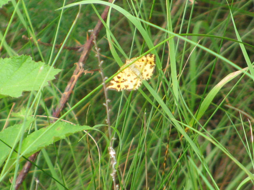 Pseudopanthera macularia - párducfoltos araszoló