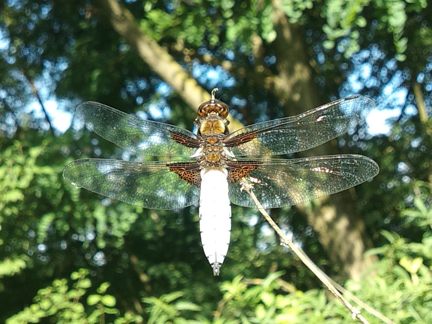 Libellula depressa - széles laposacsa