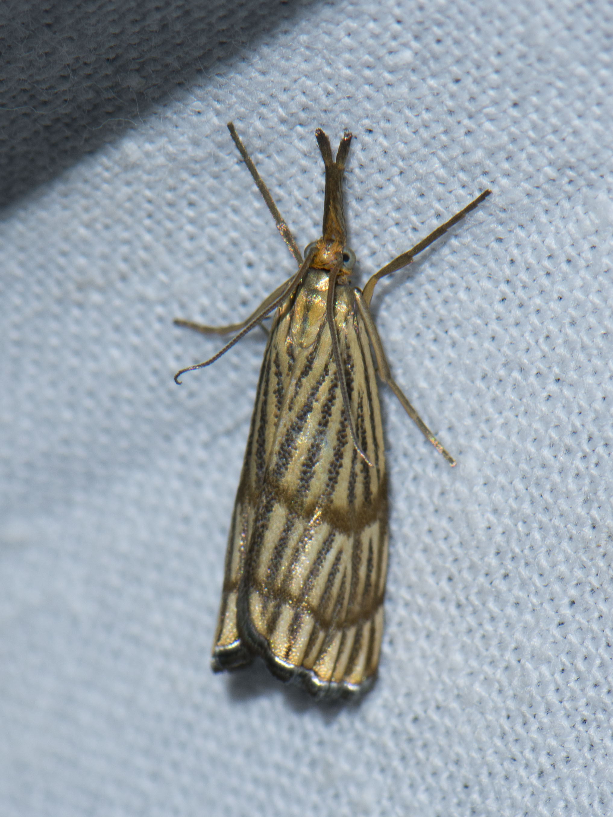 Chrysocrambus linetella - déli fűgyökérmoly