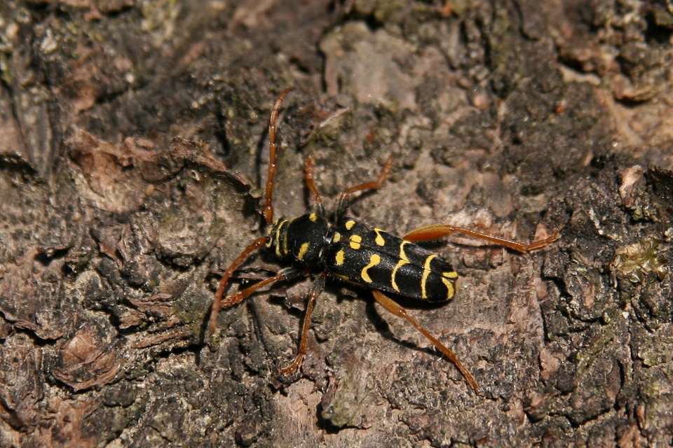 Plagionotus arcuatus - bársonyos darázscincér
