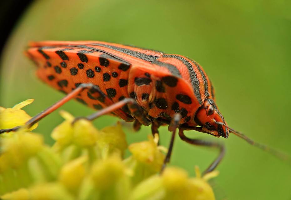Graphosoma italicum - csíkos pajzsospoloska