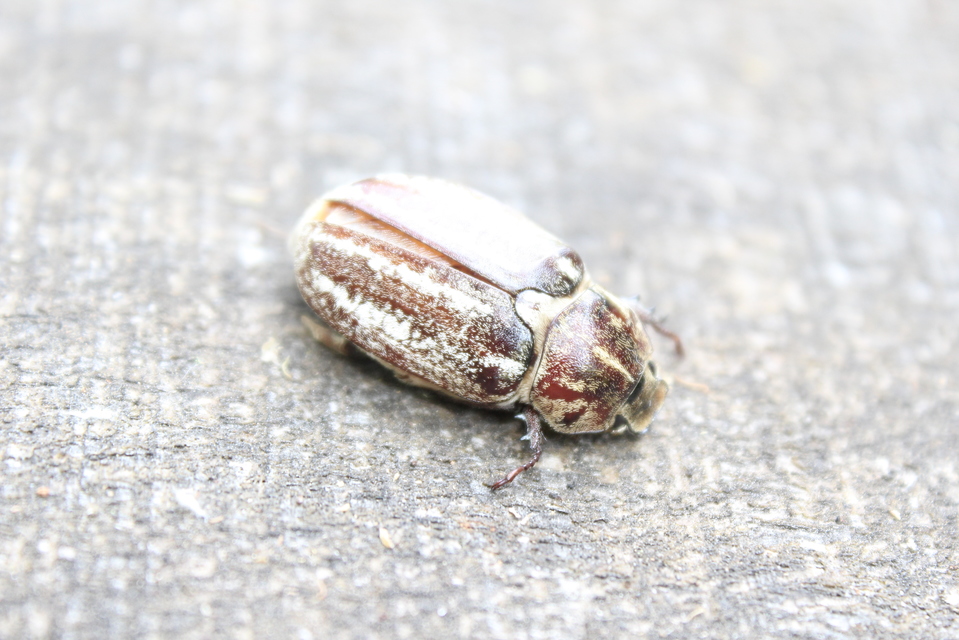 Anoxia orientalis - keleti cserebogár