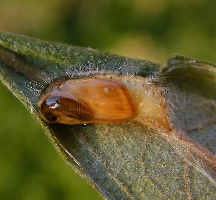 Orgyia antiqua - rozsdabarna kisszövő