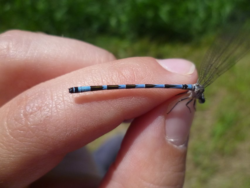 Coenagrion ornatum - díszes légivadász
