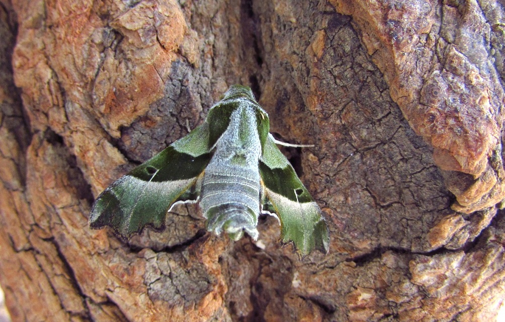Proserpinus proserpina - törpeszender