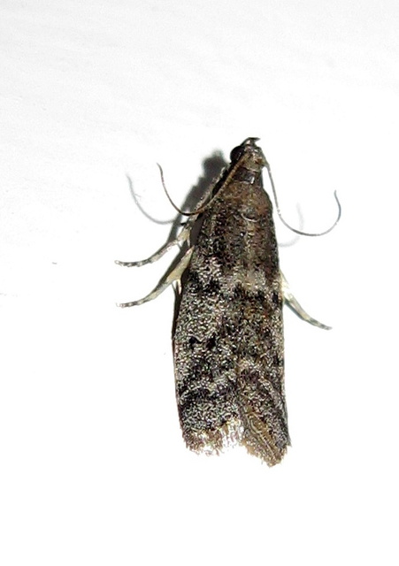 Pyralidae - fényiloncák