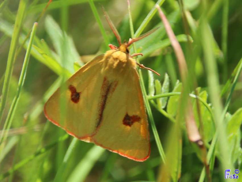 Diacrisia sannio - vörösszélű medvelepke