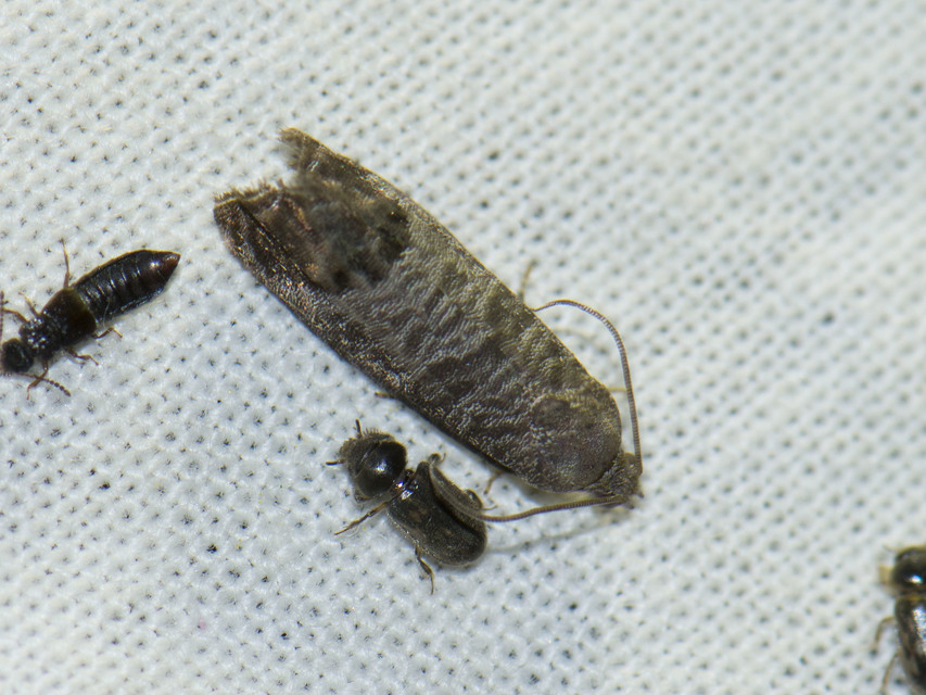 Cydia pomonella - almamoly