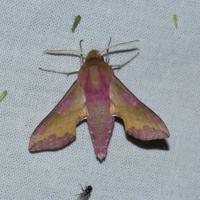 Deilephila porcellus - piros szender