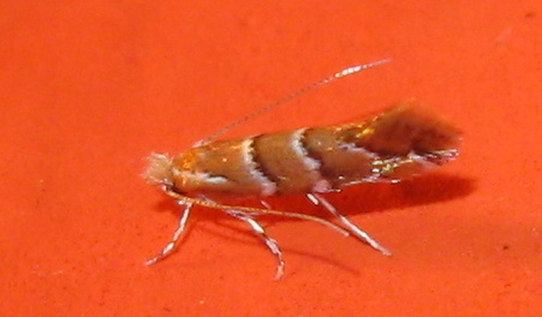 Cameraria ohridella - vadgesztenye-sátorosmoly