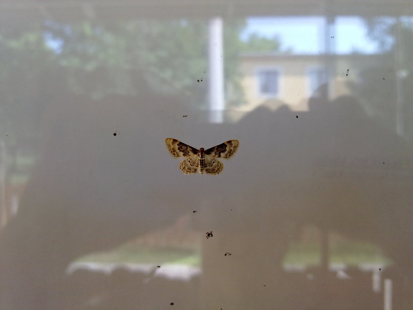 Idaea rusticata - tarka apróaraszoló