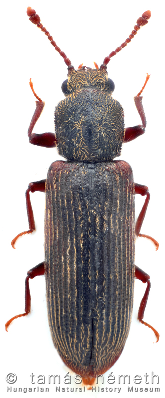 Lyctus pubescens - nagy falisztbogár