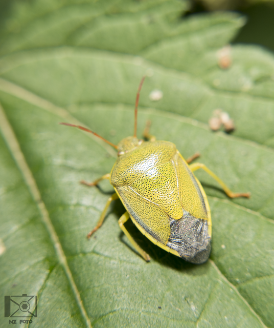 Piezodorus lituratus - bíboros címerespoloska Piezodorus lituratus - bíboros címerespoloska