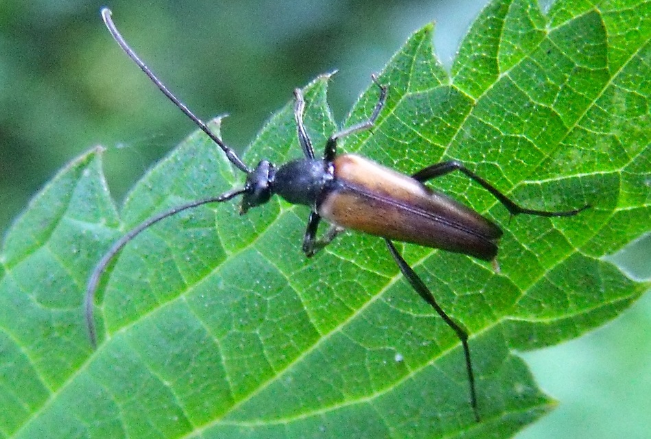 Stenurella