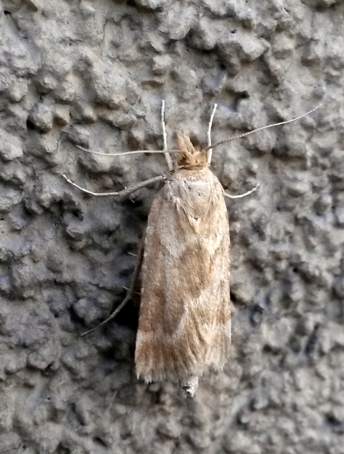Synaphe moldavica - moldovai fényilonca