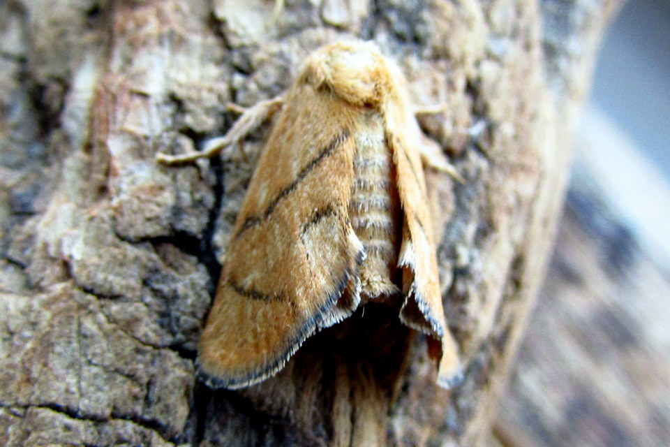 Apoda limacodes - kagylólepke
