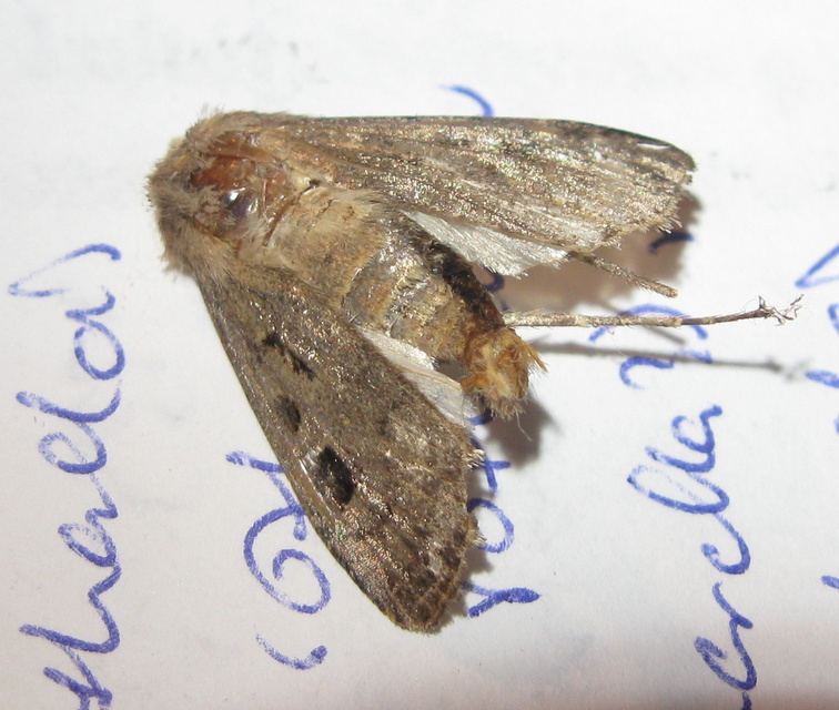 Agrotis exclamationis - felkiáltójeles földibagoly