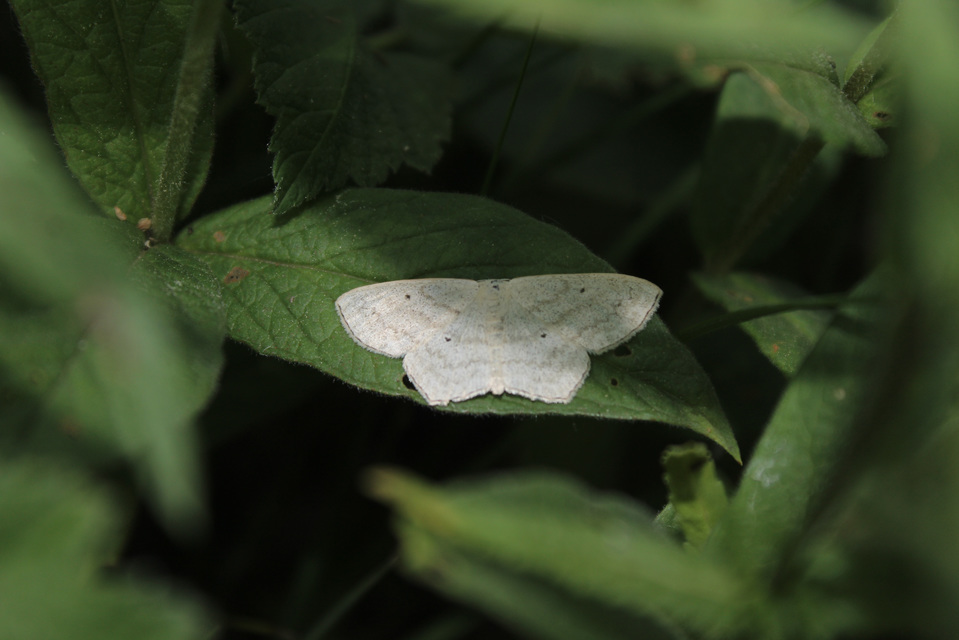 Scopula nigropunctata - feketepettyes araszoló