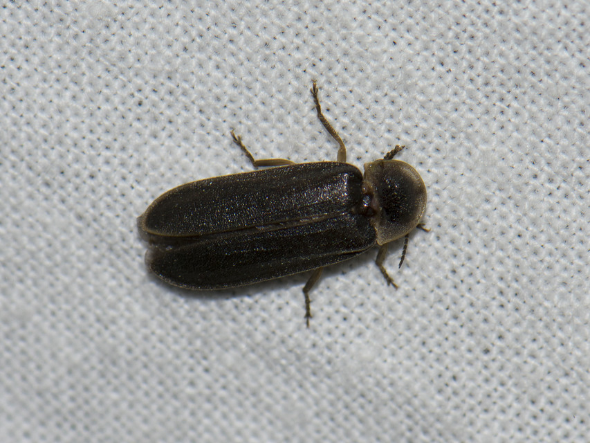 Lampyris noctiluca - nagy szentjánosbogár