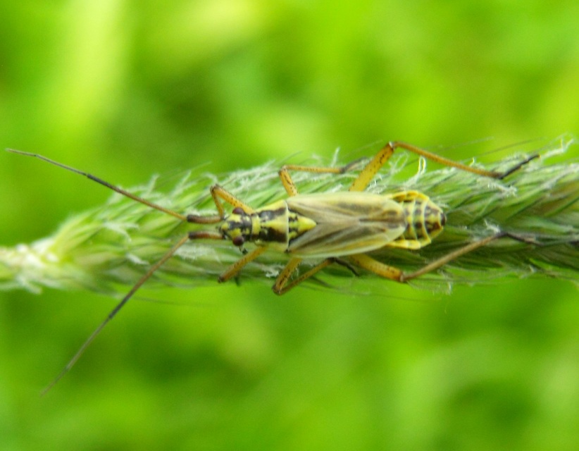 Leptopterna dolabrata - közönséges mezeipoloska