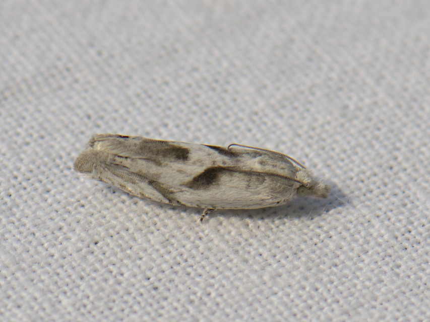 Eucosma metzneriana - ürömgyökér-tükrösmoly