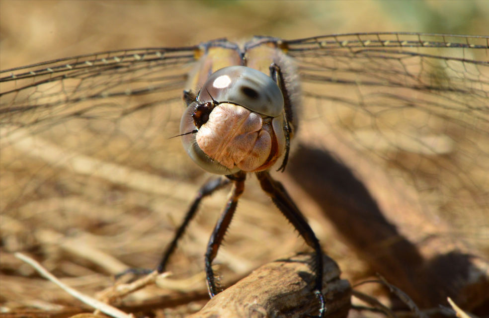 Orthetrum brunneum - pataki pásztorszitakötő