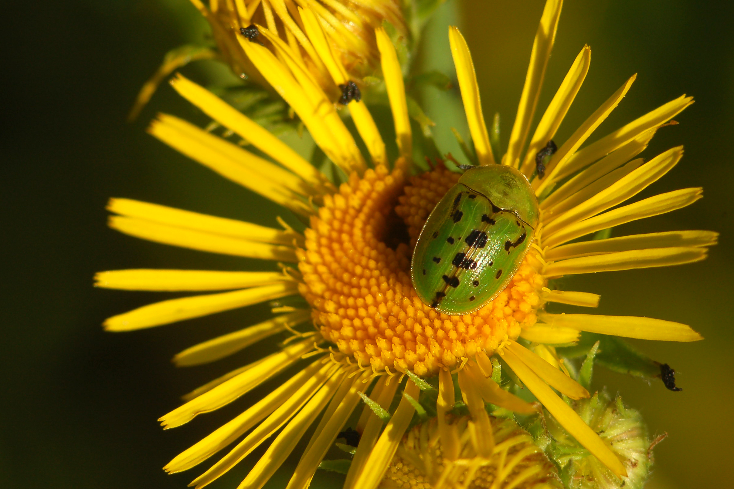 Cassida murraea - foltos pajzsbogár