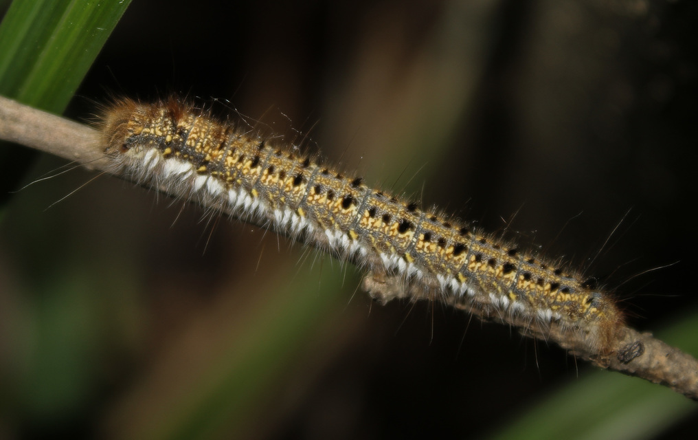 Euthrix potatoria - szomjas pohók