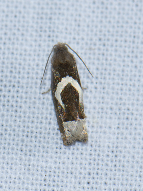 Epiblema foenella - kampósfoltú tükrösmoly