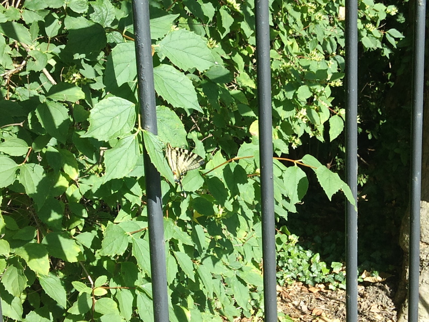 Iphiclides podalirius - kardoslepke