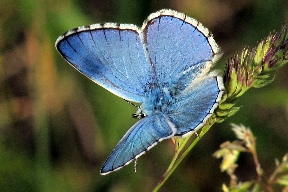 Polyommatus bellargus - égszínű boglárka
