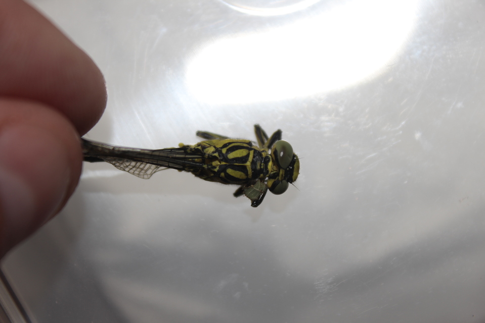Gomphus flavipes - sárgalábú folyami-szitakötő