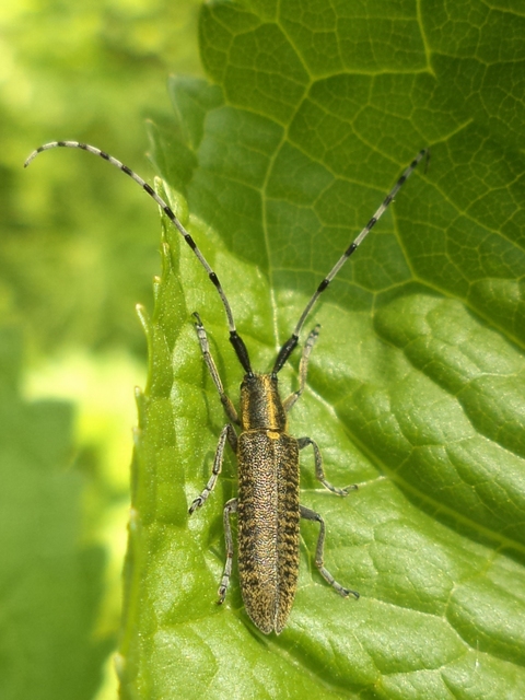 Agapanthia villosoviridescens - fehérgyűrűs bogáncscincér