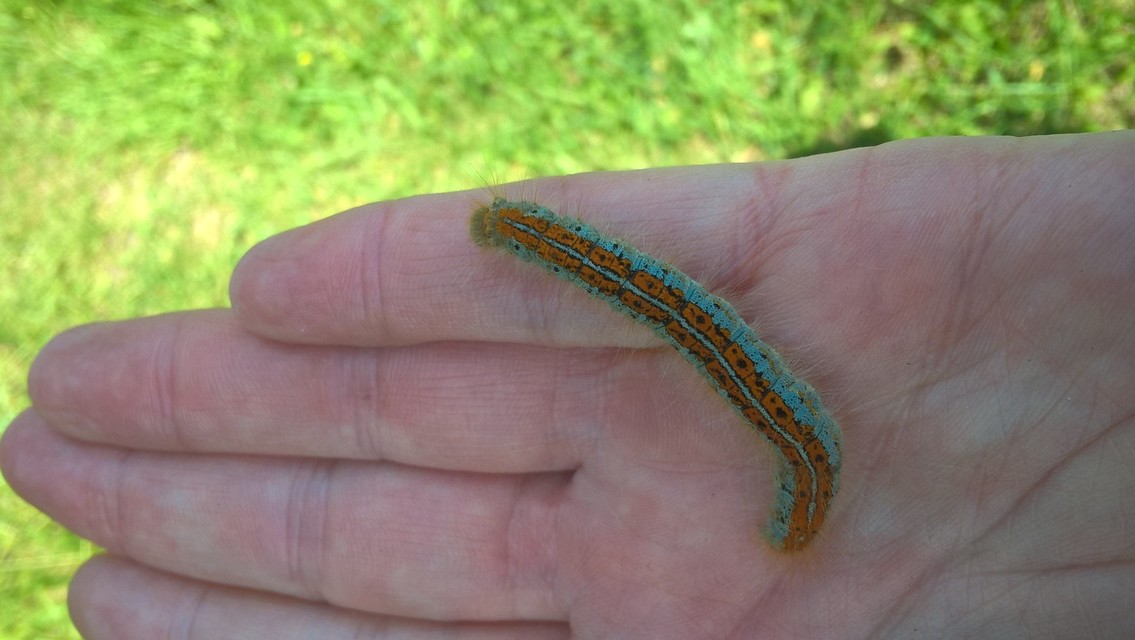 Malacosoma castrensis - kutyatejszövő
