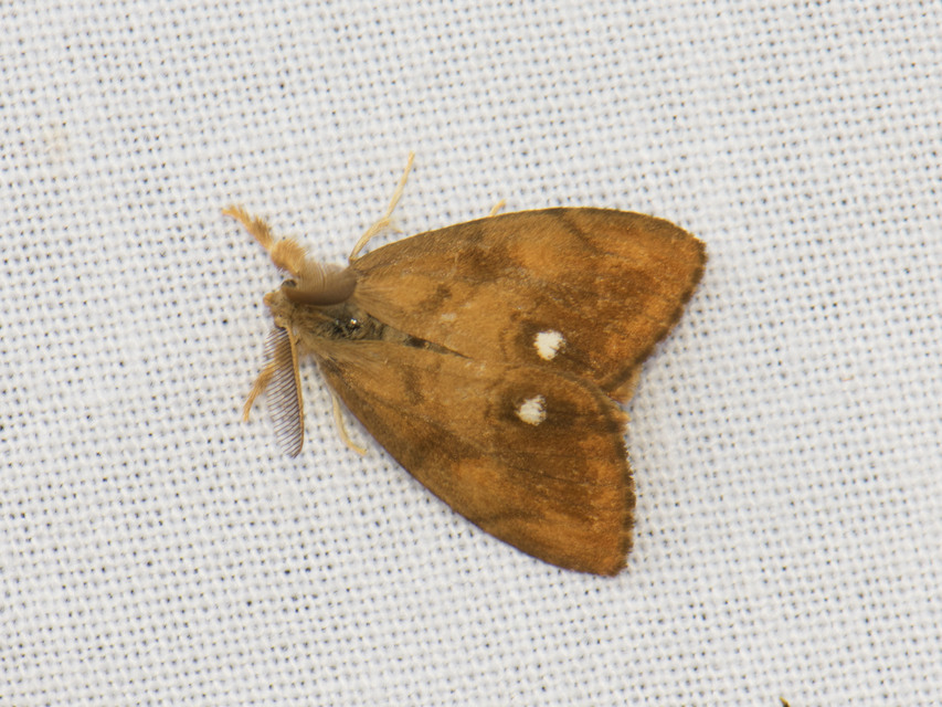 Orgyia antiqua - rozsdabarna kisszövő
