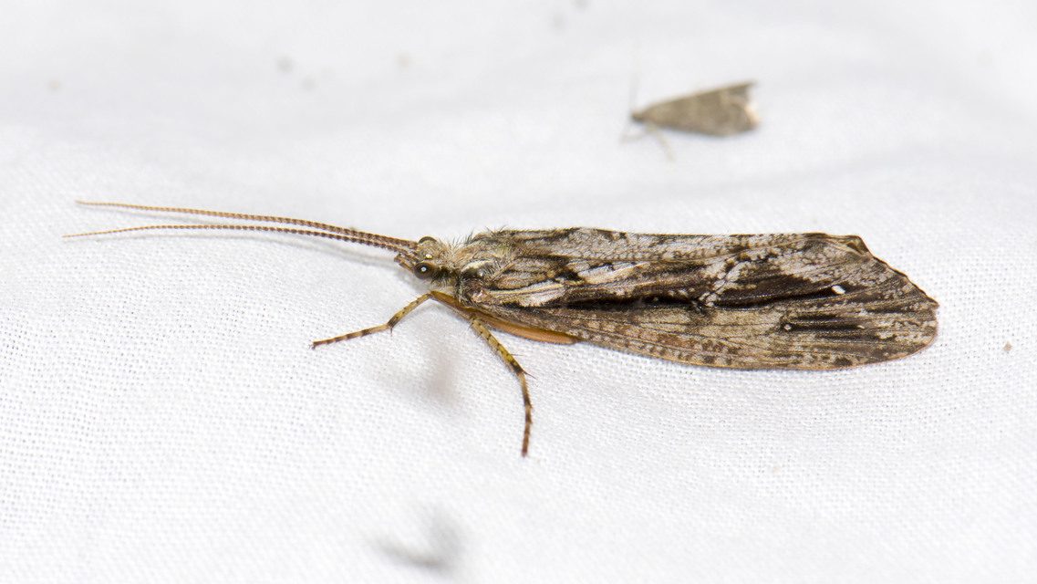 Phryganeidae