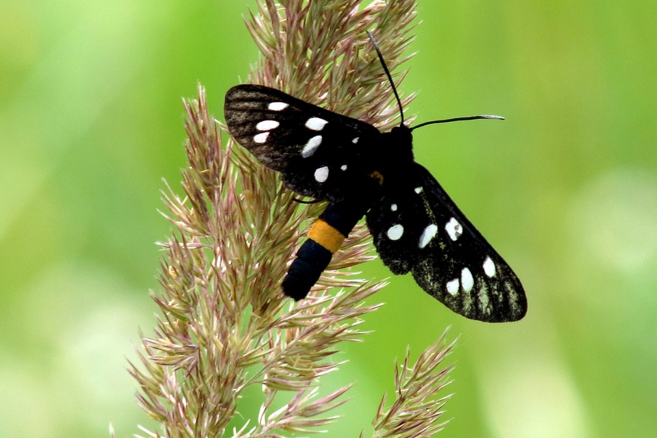 Amata phegea - fehérpettyes álcsüngőlepke