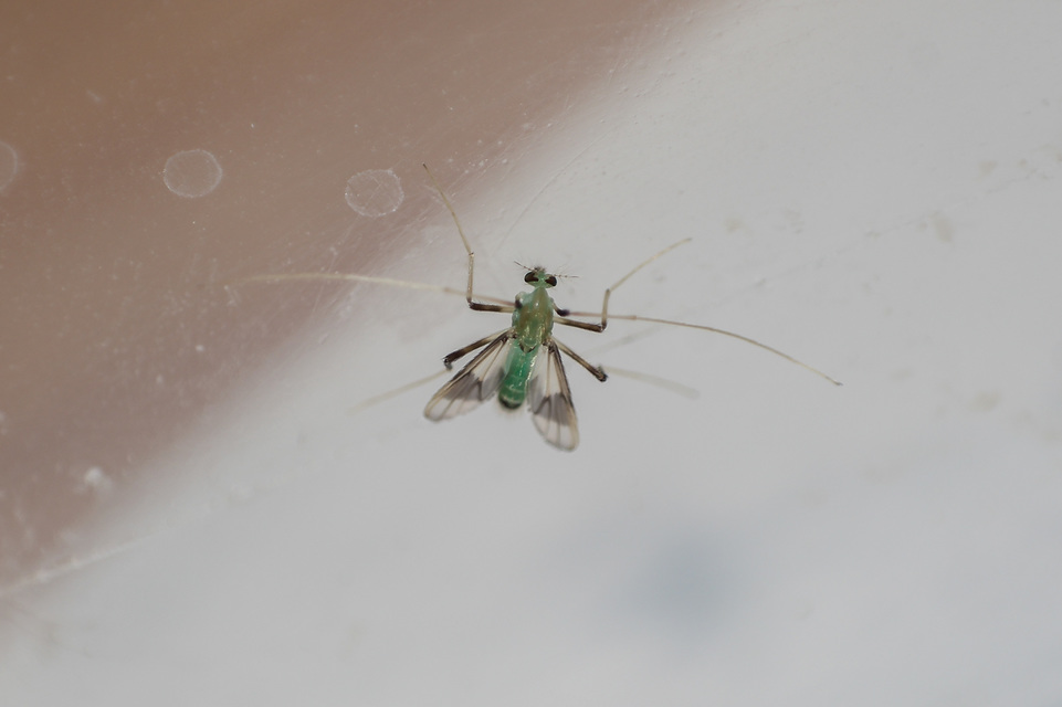 Stenochironomus gibbus