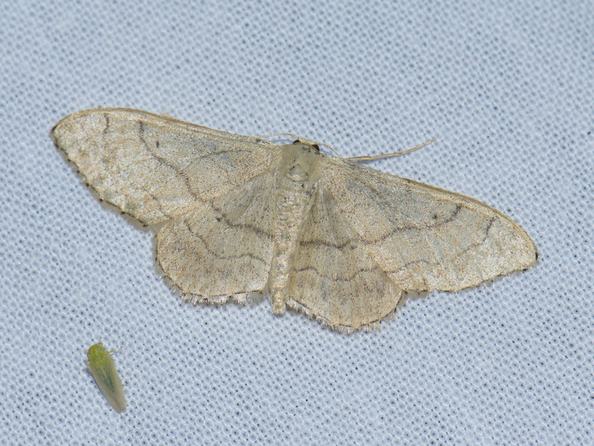 Idaea aversata - nagy sávosaraszoló