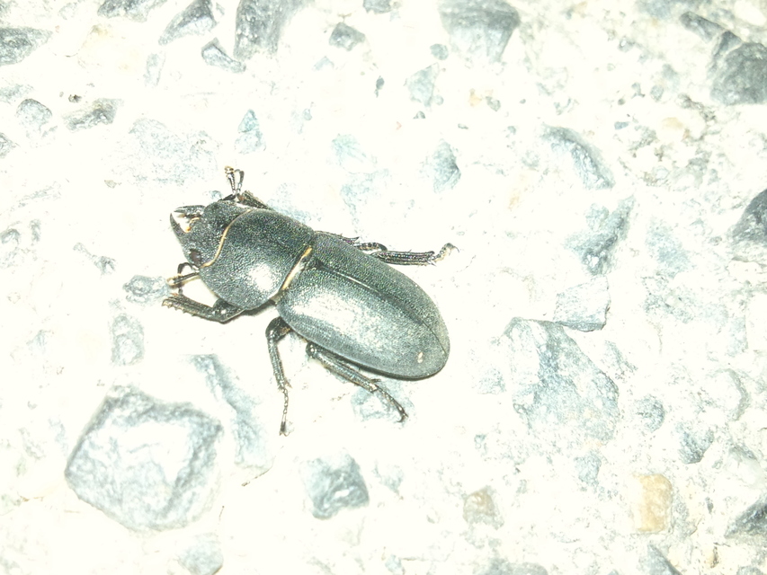 Dorcus parallelipipedus - kis szarvasbogár