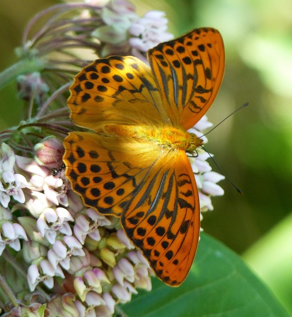 Argynnis paphia - nagy gyöngyházlepke