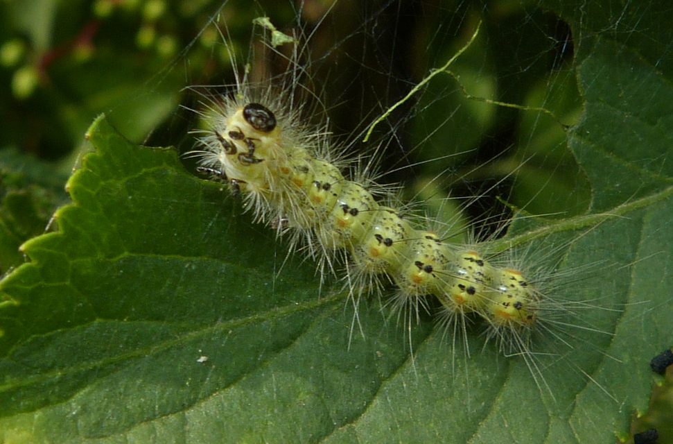 Hyphantria cunea - amerikai fehér medvelepke