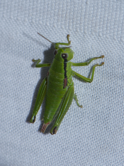 Odontopodisma decipiens - déli hegyisáska Odontopodisma decipiens - déli hegyisáska