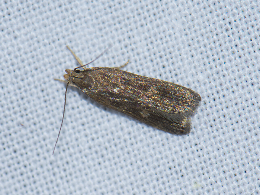 Helcystogramma triannulella - szuláksodró lápimoly