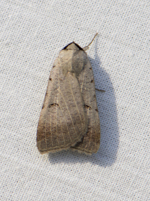 Lygephila craccae - gyakori csüdfűbagoly