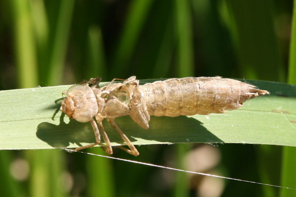Anax