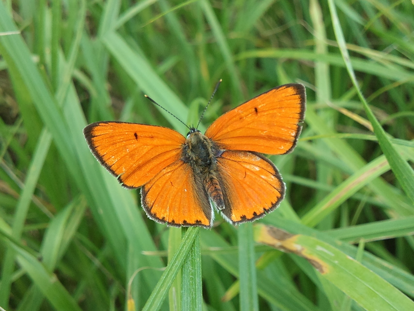 Lycaena dispar rutilus - nagy tűzlepke